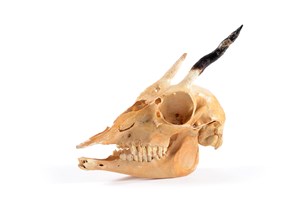 Image description is not available for 2010.4.2